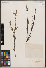 Salix babylonica L.